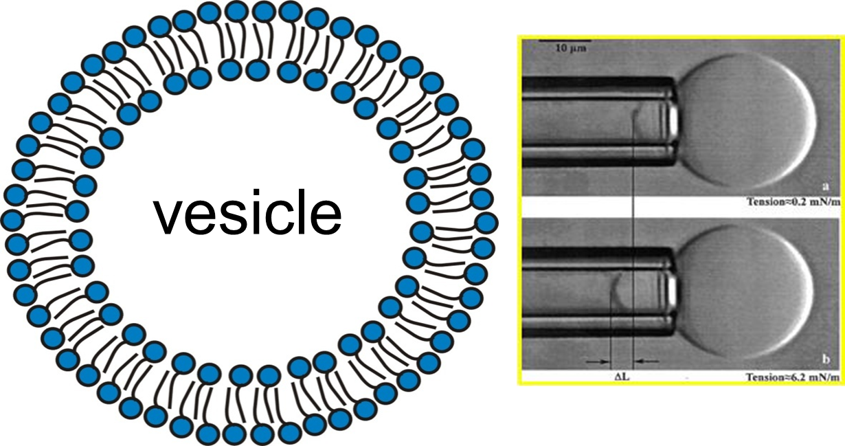Vesicle With Ruler 17. Vesicle formation — Force and function at the nanoscale